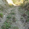 山猫発見の記
