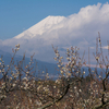 梅と富士山