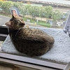 ふみの新しい寝床