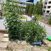 収穫、苗植え