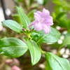 咲いた紫丁花の花と大輪の芍薬の花。カツサンドランチにおやつのあんバターパン。