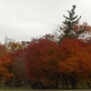 今年の紅葉は長続き♪