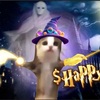 猫ミームコインHAPPYの未来は？ボラティリティ低下と価格調整の行方