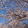 青に映える桜色と初の100超え