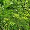 京都日帰り旅 春編