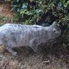 庭に来たネコたち