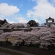 金沢城公園のサクラ