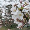 桜・さくら・sakura・・・ノンストップでしばらくいくねぇ・・・no続きno続きno続きno続き