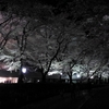 夜桜です。桜とおぼろ月です。