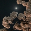 寂しさに桜