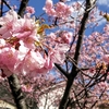 満開の河津桜を求めて