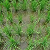 【霜止出苗】　日本道観総本部　2021年4月25日