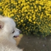 犬の躾（しつけ）はマニュアル通りにはいかないよ