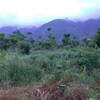 【再掲：薬草茶のモニター募集中】