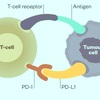 Immune Checkpoint Inhibitors Market Insights, Share, Growth Drivers and Forecast by 2024