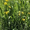 キショウブ20240514