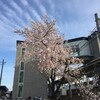 ＜写真＞阿久比町紹介シリーズ！阿久比駅の横の桜