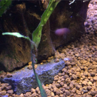 メダカは水流で弱る説 癒される水の世界 アクアリウムやビオトープで日々の癒しの時間を