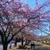 もうすぐ満開 河津桜　いこいの森公園