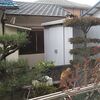 庭に来る猫物語