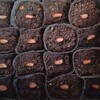 おおまさりと刀豆の発芽