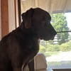 うちのポンコツ犬。#30