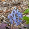 オオバナノエンレイソウの蕾とエゾエンゴサクの開花