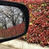 サイドミラーに映る桜を眺めながら。