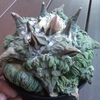クセ強めの　花牡丹