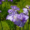 乙戸水生植物園の花菖蒲が見頃です！