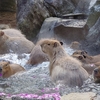 伊豆シャボテン動物公園 ～カピバラの露天風呂とカピバーガー♥