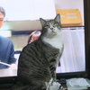 ブンブンブン