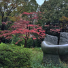 公園の秋の色。