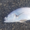 自作の竿受けを使って泳がせ釣り🐟　初めての魚が釣れました。IN「O崎港」