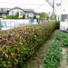 ４月の終わりは雨