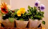 【学費貧乏家庭】花の苗を買うことでさえ悩んでしまった……