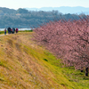 かんなみの桜を歩くノルディックウォーキング