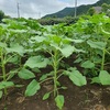 恵みの雨・ひまわり🌻・畑除草