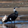 近所で見かける冬の鳥　その３