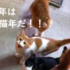 HAPPY NEW YEAR　戌年ですが猫飼いは毎年猫年です