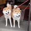 秋田犬に会える温泉宿