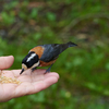 西湖野鳥の森で野鳥撮影(試し撮り)して来ました