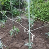 ミニトマトの苗を植えた