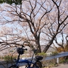 近場の桜を愛でに行く
