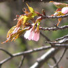 玉咲桜草、編笠茸