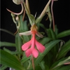 Habenaria rhodocheila complex hybrid.