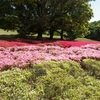 万博公園 春の花 花言葉 その7