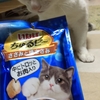 ポにゃちゃんの今