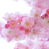 桜の花で開運🌸