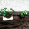 癒しの苔玉